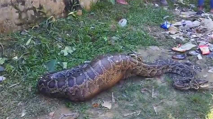 রাঙামাটিতে অজগরের পেটে গেল আস্ত ছাগল
