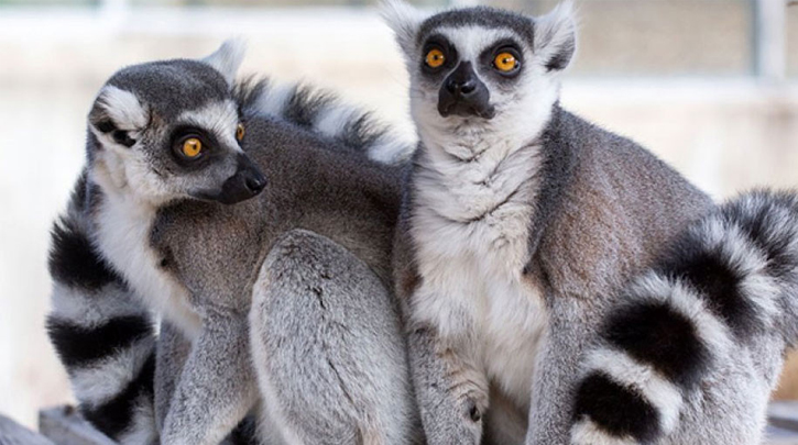 চুরি হচ্ছে বিরল প্রাণী , প্রতিবেশী দেশে পাচার